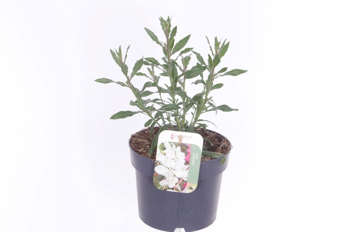 <h4>Gaura lind. Geyser White</h4>