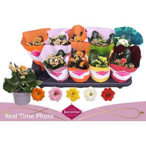 KAL GE PERF GEM 5 KL