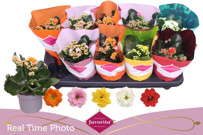 <h4>KAL GE PERF GEM 5 KL</h4>