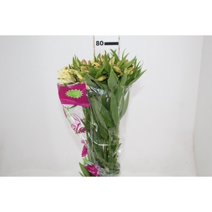 ALSTROEMERIA BOA VISTA 080 CM