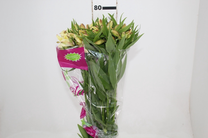 <h4>ALSTROEMERIA BOA VISTA 080 CM</h4>