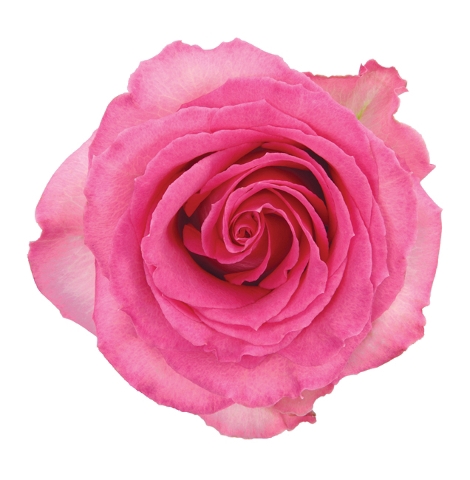 <h4>R Gr Sweet Unique Bicolor 50cm EC</h4>