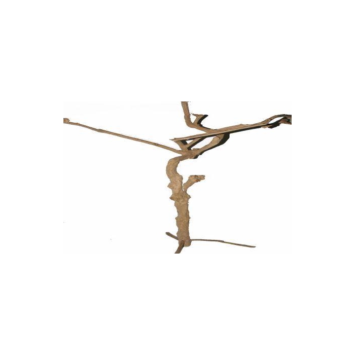 <h4>Branch Coffee Trunk On Foot H180</h4>