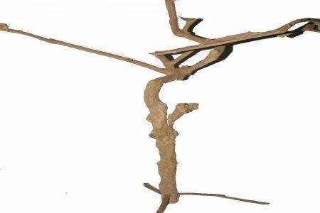 Branch Coffee Trunk On Foot H180