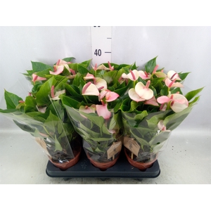 Anthurium  'Pr. Amalia Elegance'