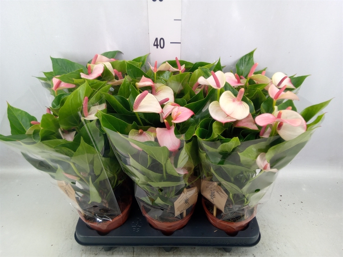 <h4>Anthurium  'Pr. Amalia Elegance'</h4>