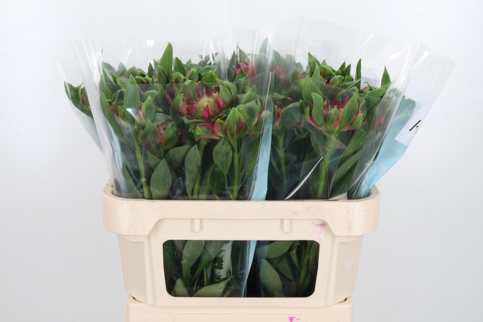 Alstroemeria Fashionista Sofiena 70