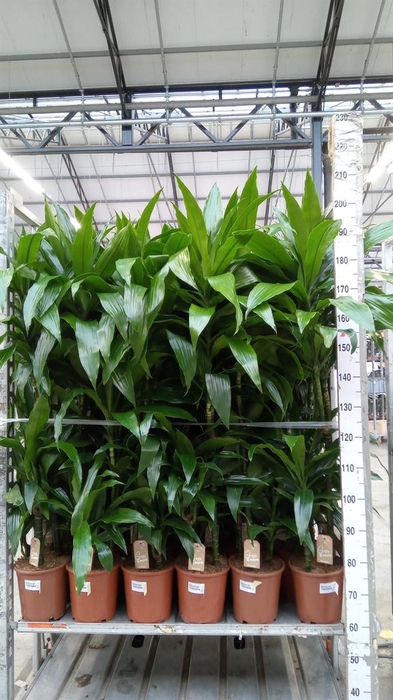 <h4>Dracaena frag. 'Janet Craig'</h4>