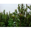 MYRTUS ELISIR TARANTINO 400