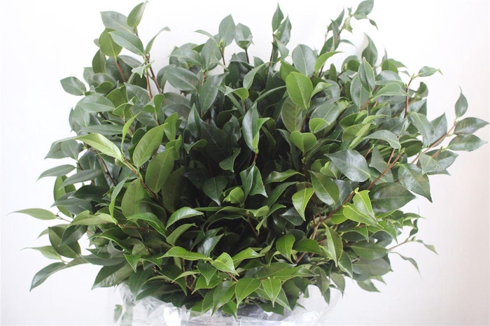 <h4>Camelia P Bunch</h4>