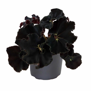 BEGONIA REX-HYBRID P6 DARK MAMBO