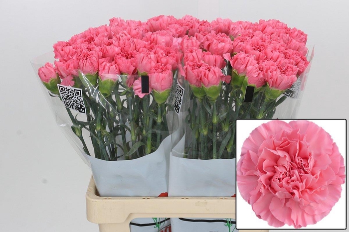 <h4>DI ST CERISIER</h4>