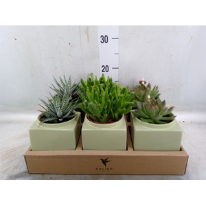 Succulents   ...mix 3