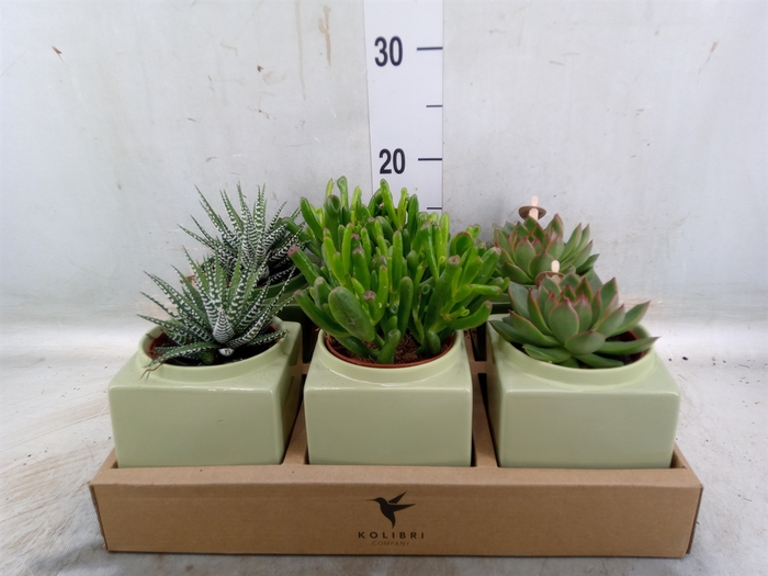 <h4>Succulents   ...mix 3</h4>