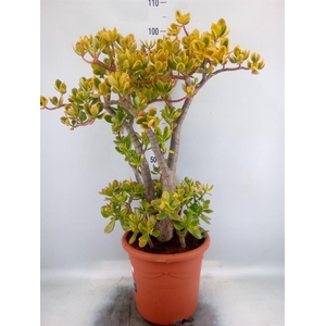 Crassula ovata 'Sunset'
