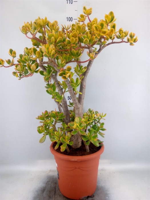 <h4>Crassula ovata 'Sunset'</h4>