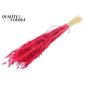 Avena per bunch Bleached Cerise