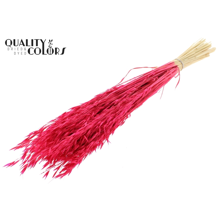 <h4>Avena per bunch Bleached Cerise</h4>