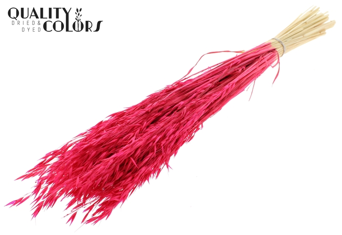 Avena per bunch Bleached Cerise