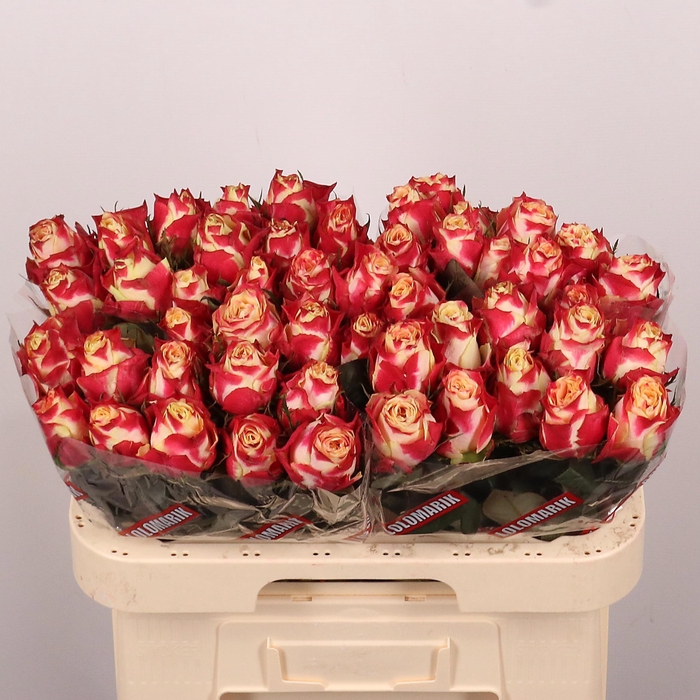 <h4>R GR CHAPEAU</h4>