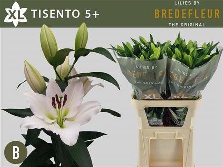 <h4>Li Ot Tisento 5+</h4>