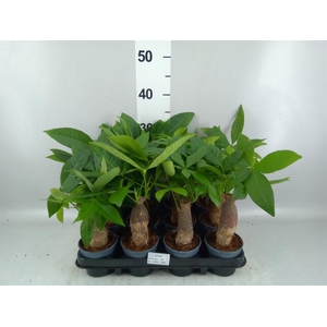 Pachira aquatica