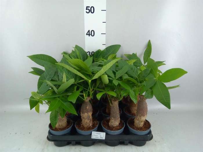 <h4>Pachira aquatica</h4>