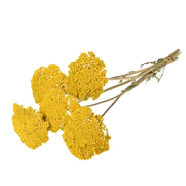 <h4>Achillea Parker Large 5pc Natural Yellow</h4>