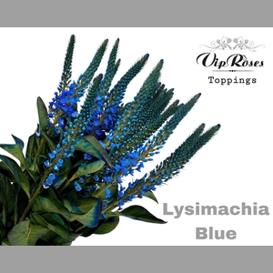 LYSIMACHIA BLUE x50