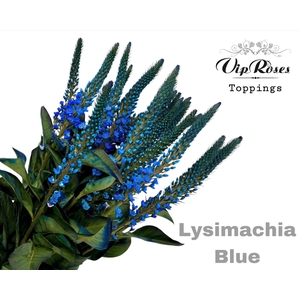 LYSIMACHIA BLUE x50