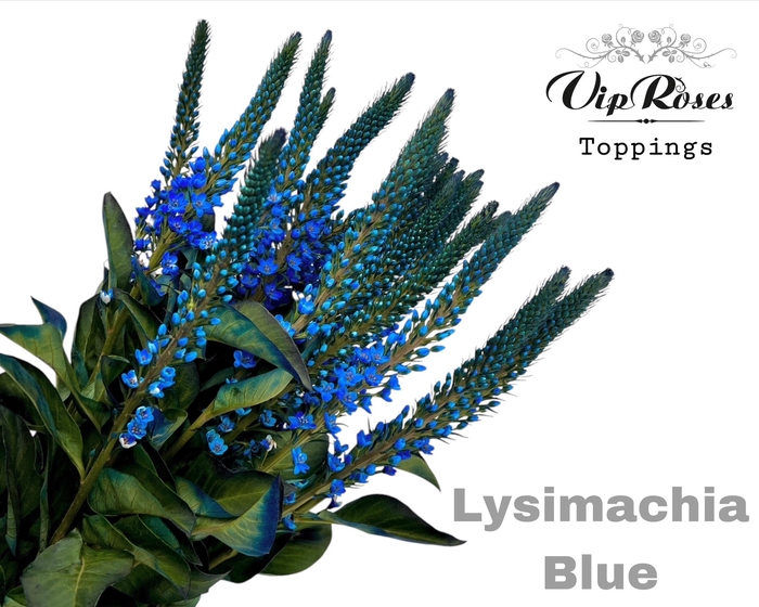 <h4>Lysimachia Blue X40</h4>