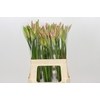 Nerine Vesta K