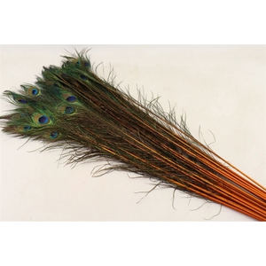 Feather Peacock L90-100 Natural Orange