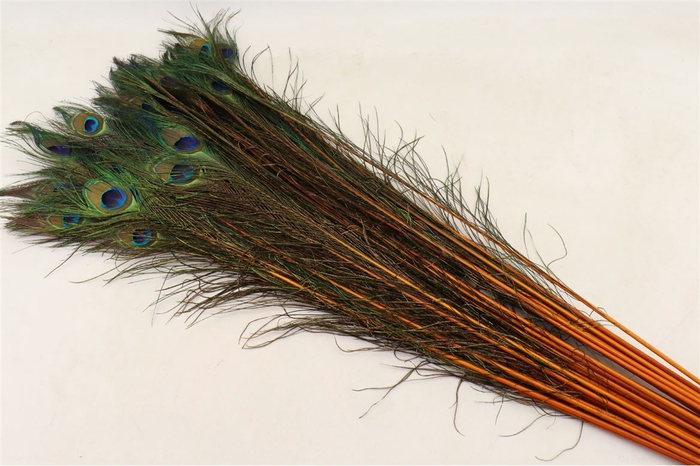 <h4>Feather Peacock L90-100 Natural Orange</h4>