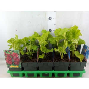 Alcea   ...