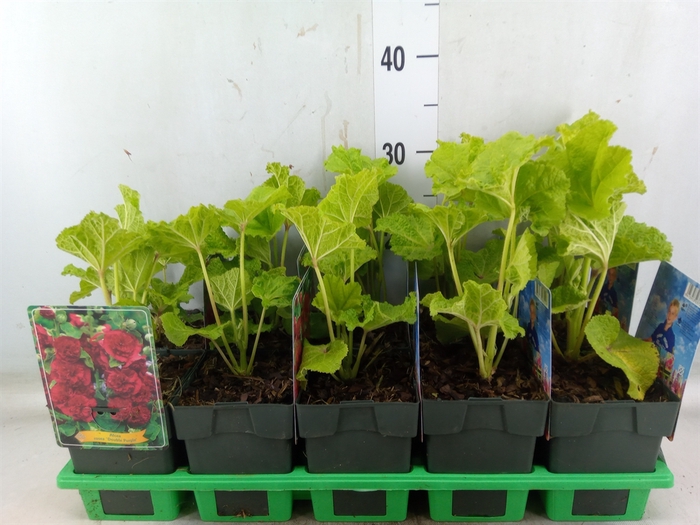 <h4>Alcea   ...</h4>