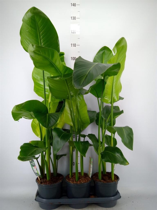 <h4>Strelitzia nicolai</h4>