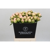 Paeonia In Full Sail