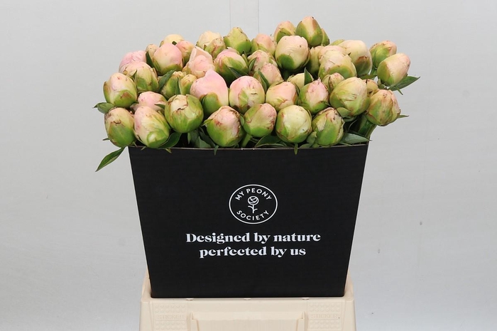 <h4>Paeonia In Full Sail</h4>