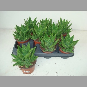 ALOE PERFOLIATA