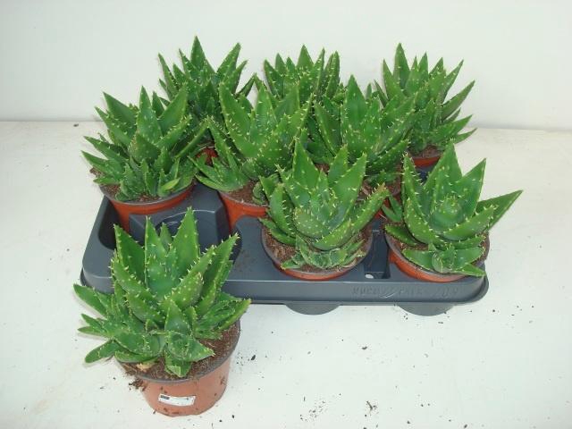 <h4>ALOE PERFOLIATA</h4>