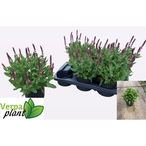 SALVIA NE SE DP ROSE