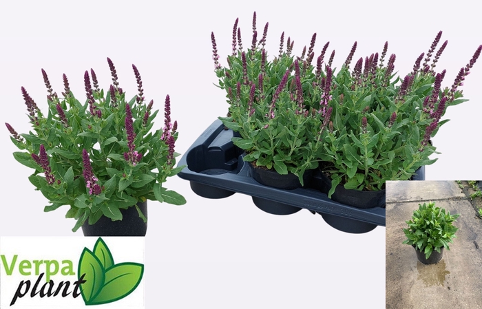 <h4>SALVIA NE SE DP ROSE</h4>