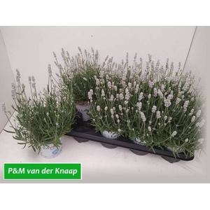LAVANDULA AROMA WHITE P12
