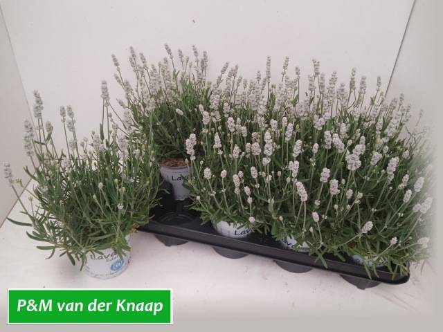 <h4>LAVANDULA AROMA WHITE P12</h4>