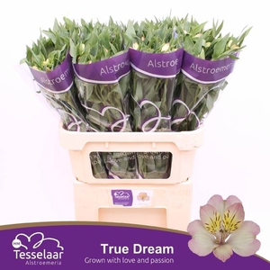 ALSTR TRUE DREAM