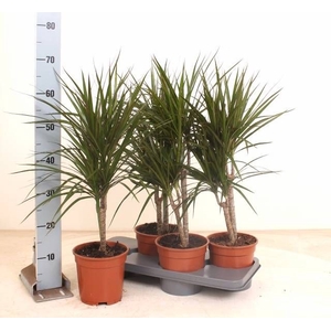 DRA MARGINATA