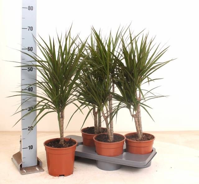 <h4>DRA MARGINATA</h4>