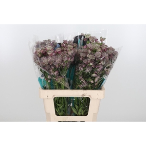 Astrantia Star Of Africa