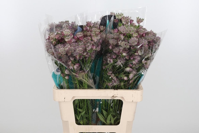 <h4>Astrantia Star Of Africa</h4>